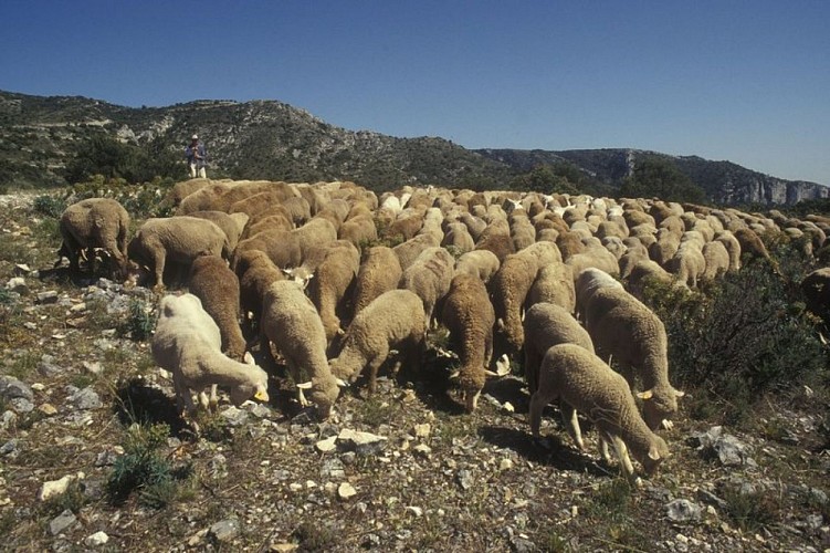 Troupeau sur les craux du Petit Luberon