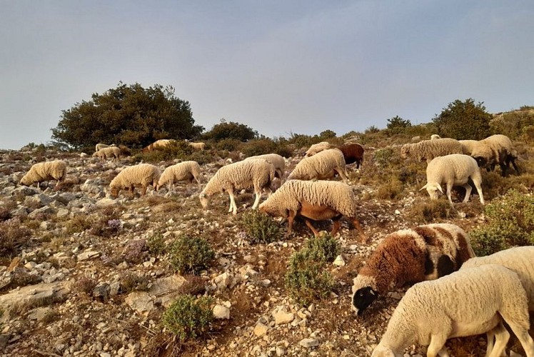Troupeau sur le Petit Luberon