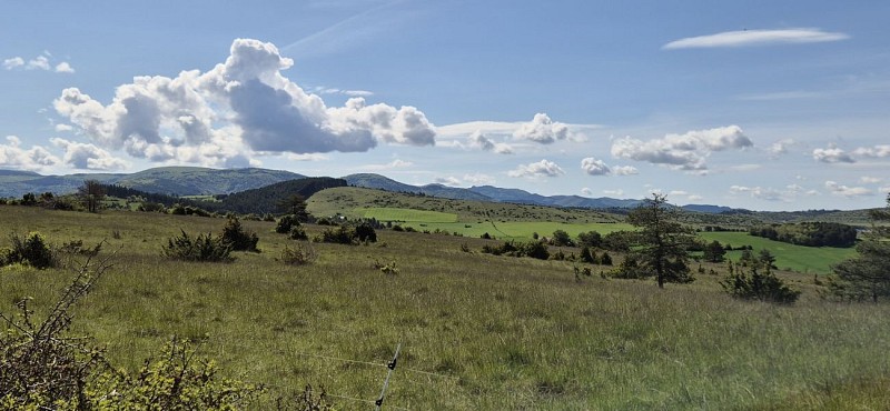 Les orchidées sauvages du Causse noir