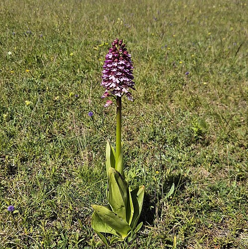 Les orchidées sauvages du Causse noir