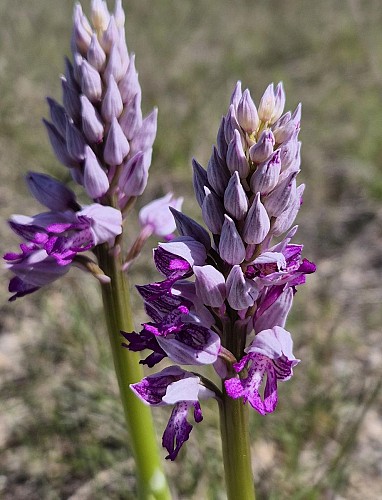 Les orchidées sauvages du Causse noir