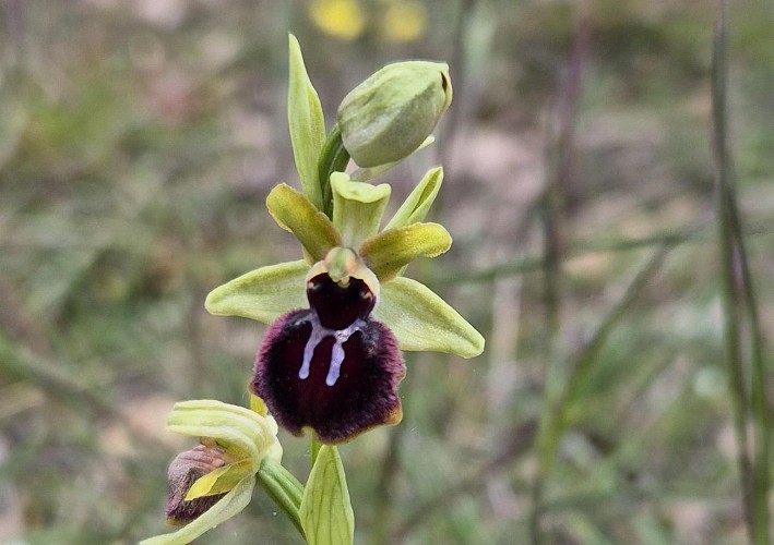 Les orchidées sauvages du Causse noir