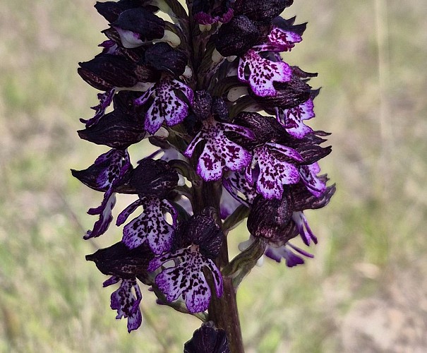 Les orchidées sauvages du Causse noir