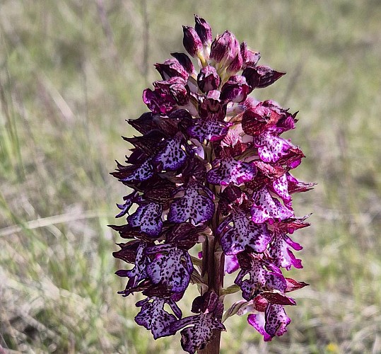 Les orchidées sauvages du Causse noir