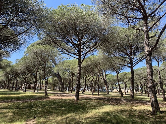 Camping La Tamarissière - La Tamarissière_8