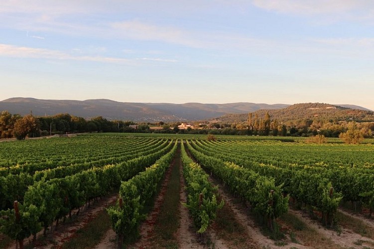 Vignes à Gargas
