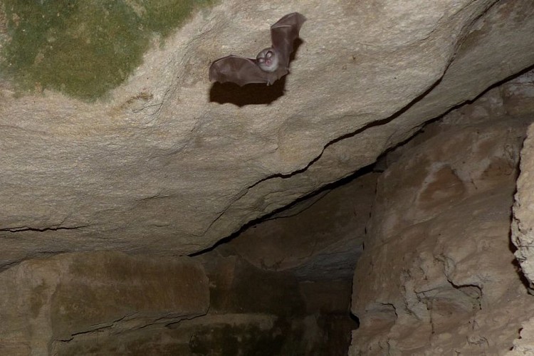 Petit rhinolophe