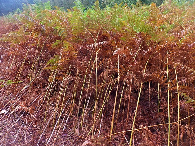 Roscouëdo heathland
