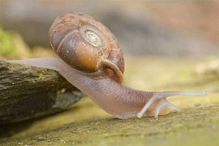 Quimper snail