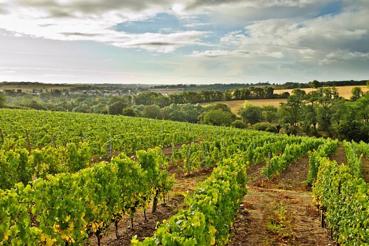 Vignoble Réthoré Davy
