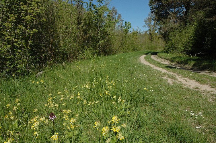 Flore des lisières des sols secs et calcaires de la vallée de l'Essonne