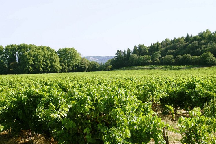 Caves des Vignerons de Tavel et Lirac