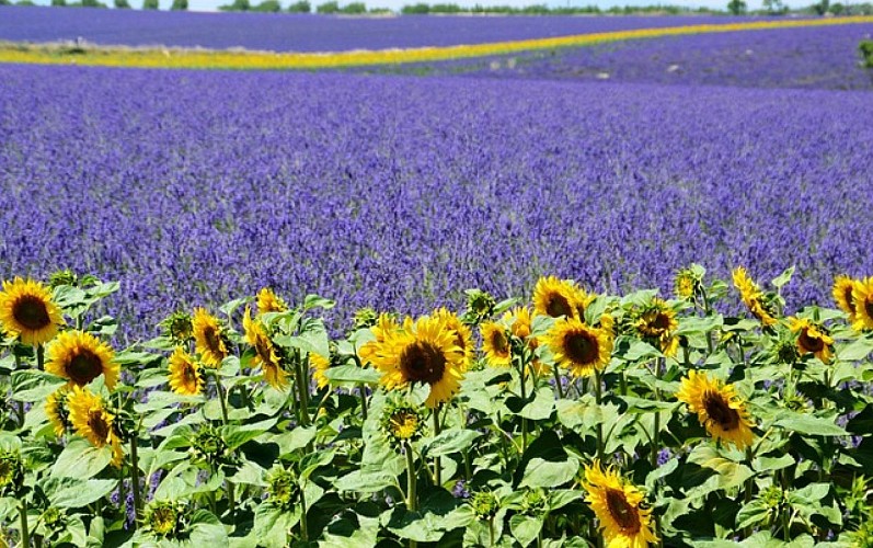 Provence by Flore Tours