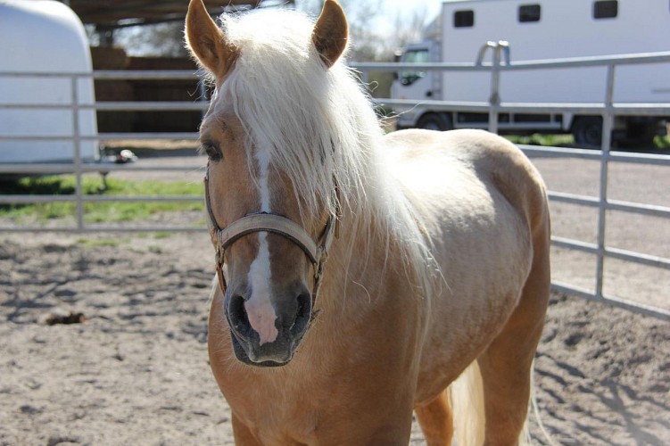 Promenades à cheval  - Abrivado ranch