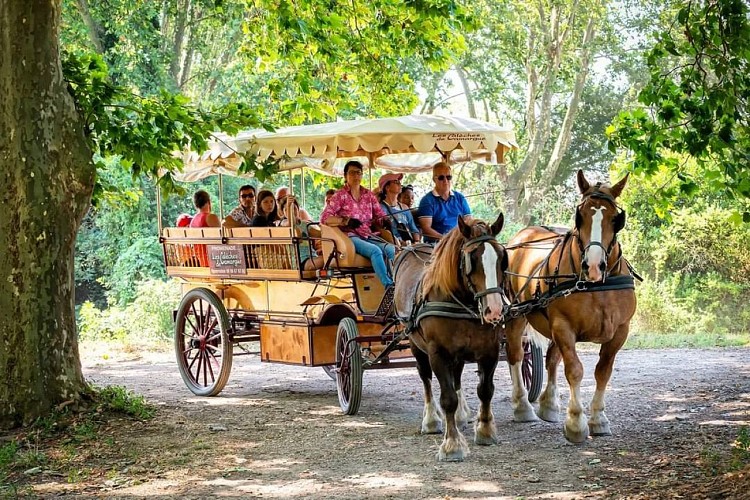 Les Calèches de Camargue