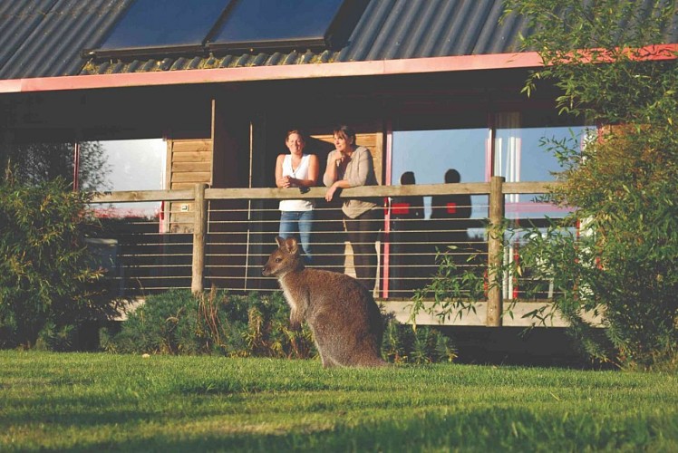 LODGE WALLABIES