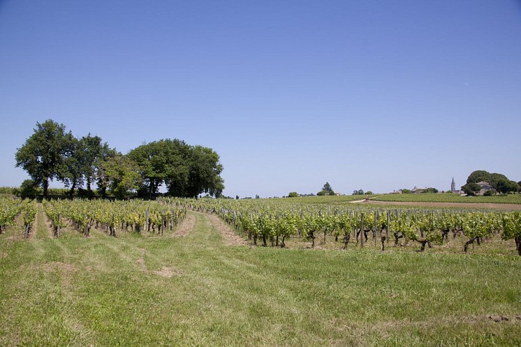 Vignes OB