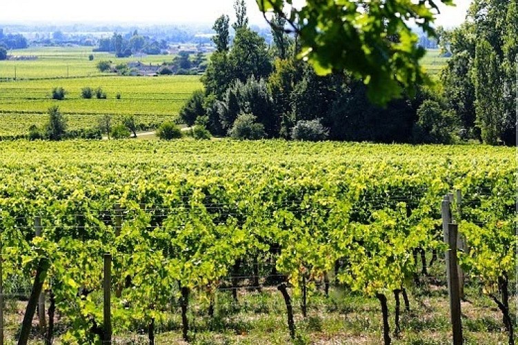 coutet Cote de franc vue Dordogne Domaine terroir 1