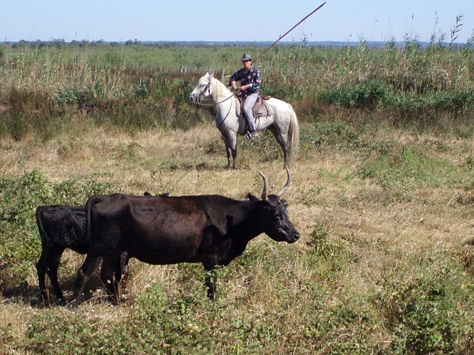 Veillées camarguaises - Manade Agnel