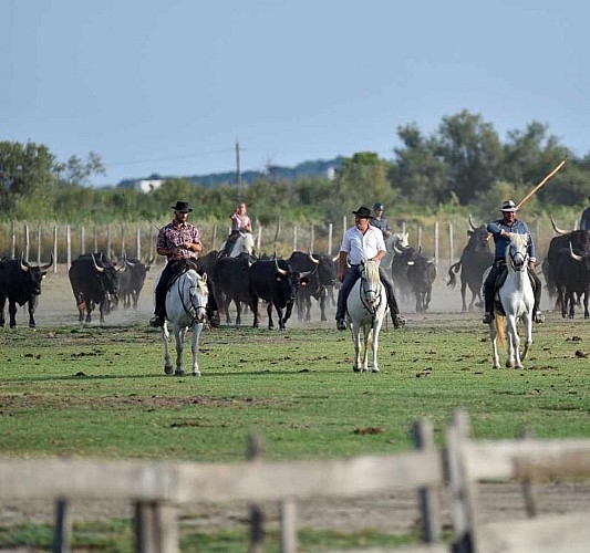 Soirées camarguaises - Manade Jullian