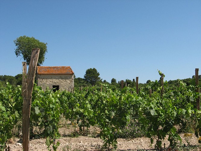 Dégustation commentée au Domaine Coste-Cirgues
