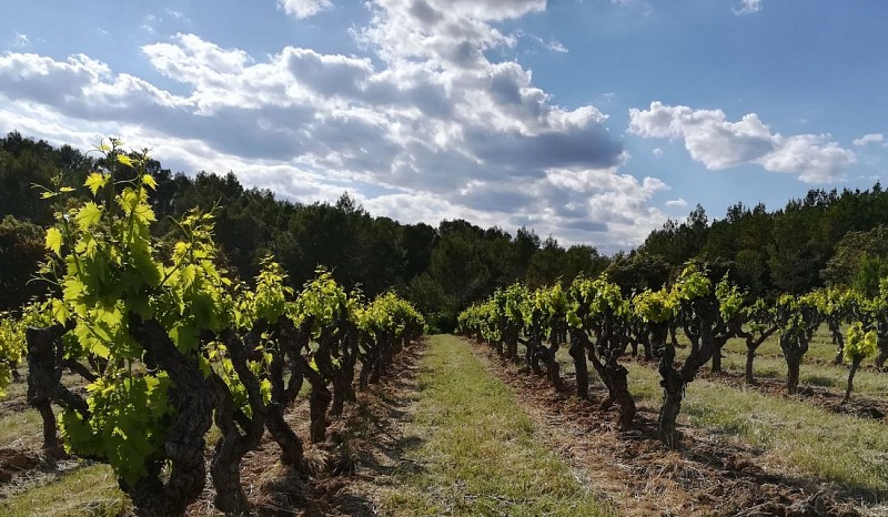 Visit and tasting at Mas des Cabres