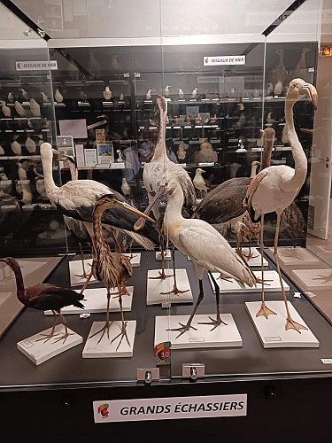 Nuit des Musées au Musée ornithologique Charles Payraudeau