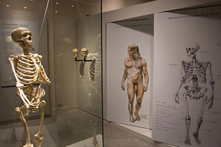 EHOS musée squelette