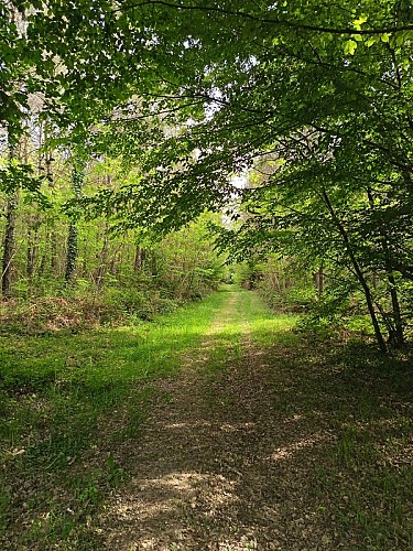Allée de voitures