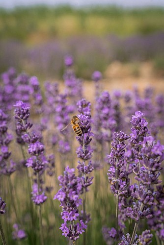 Visites guidées d'une distillerie artisanale en Provence
