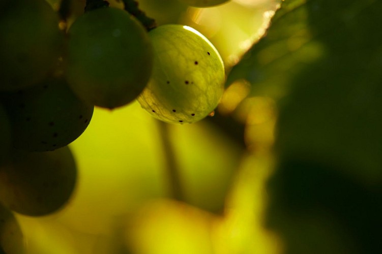 Vignoble des Verdots 