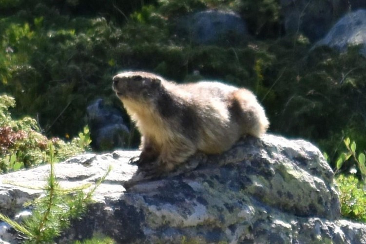 N°2 - Les marmottes