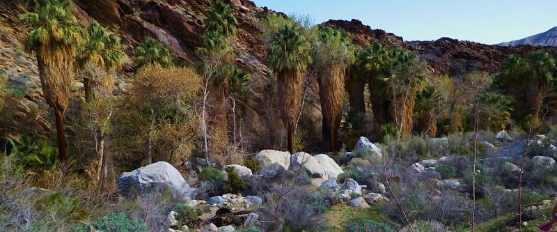 Tour en jeep et randonnée aux Indian Canyons – Au départ de Palm Springs