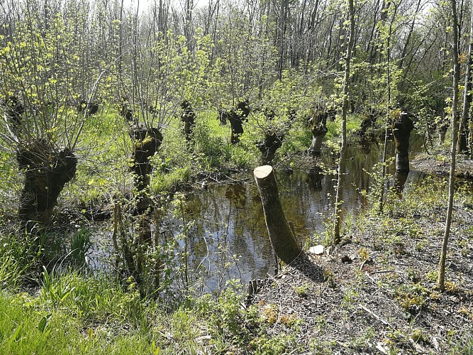 Balade découverte des plantes sauvages et médicinales