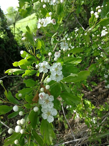 Balade découverte des plantes sauvages et médicinales
