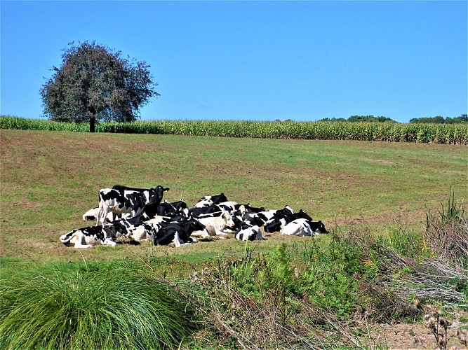 Cows in the field