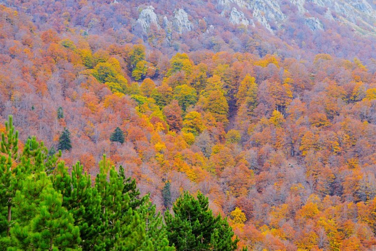Couleurs d'automne à gauche de la descente directe