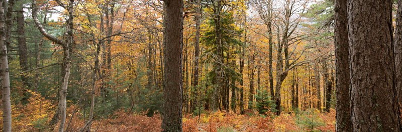 Sous-bois de hêtres et pins