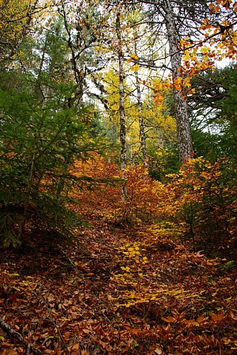 Sous-bois de hêtres et pins