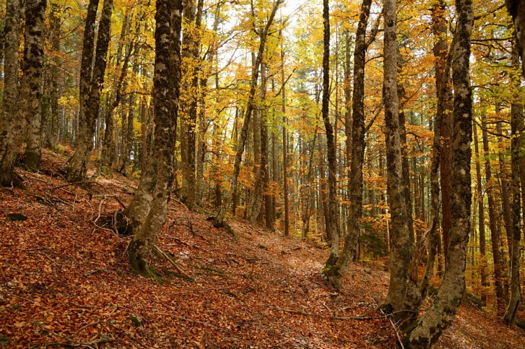 Sous-bois de hêtres