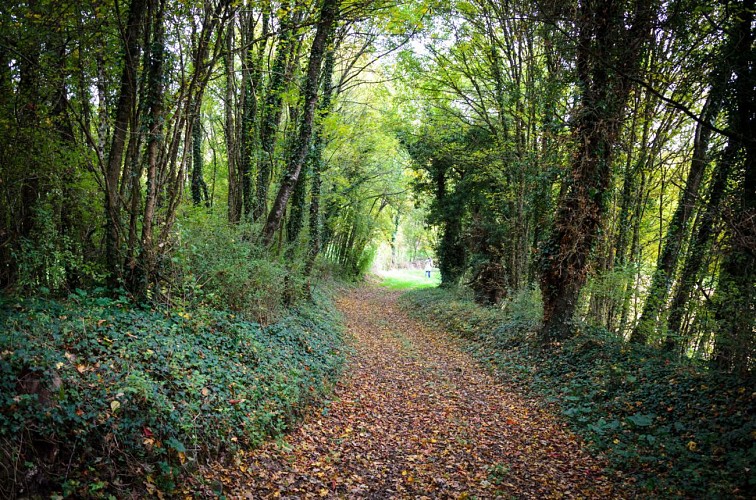 Les bois et forêts en Gâtine