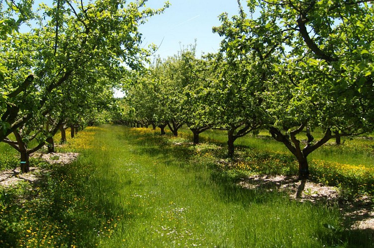 L'arboriculture