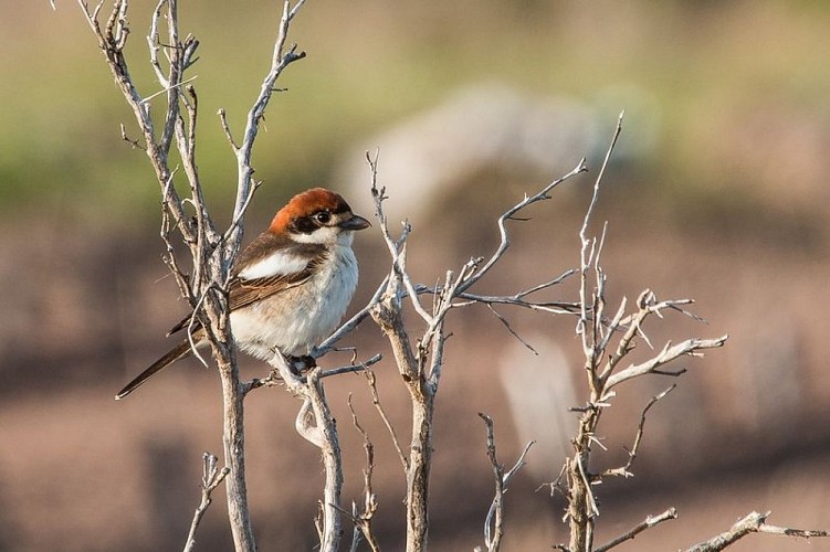 Pie-grièche à tête rousse