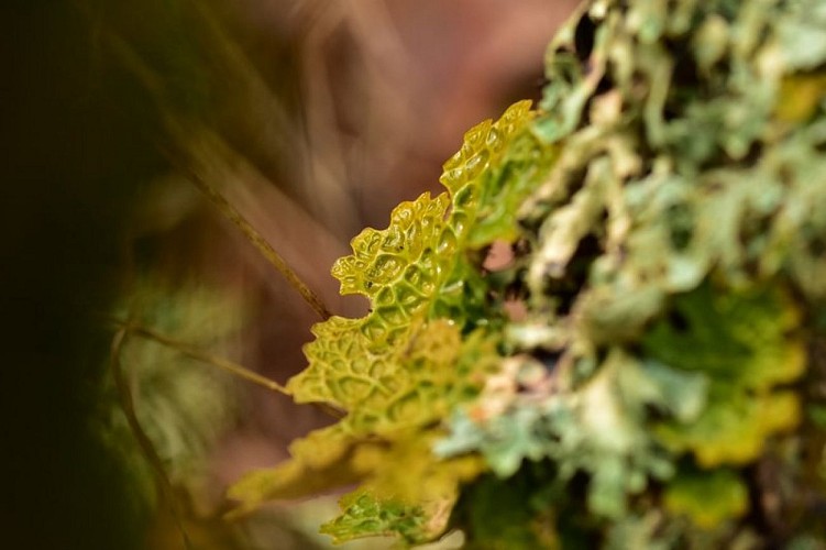 Lichen pulmonaire