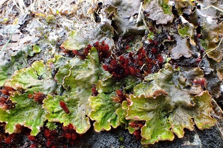 Peltigera leucophlebia