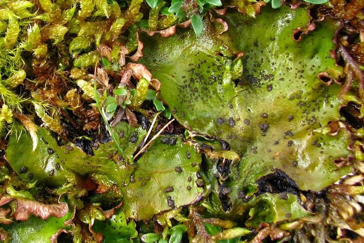 Peltigera leucophlebia