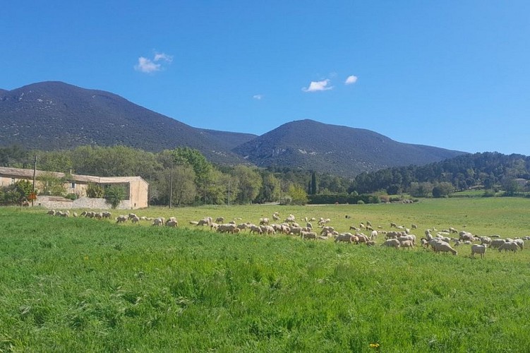 Pâturage en bord de chemin