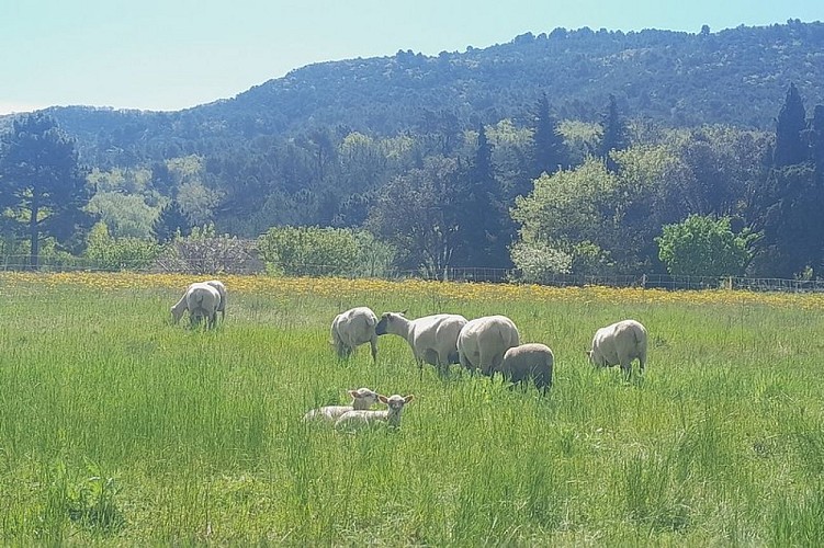 Pâturage en bord de chemin