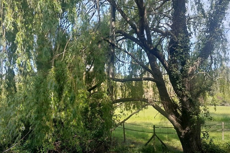 Saule pleureur en bord de Dôa