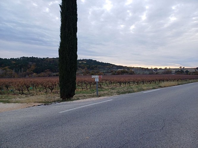 Vignes Le Grand St-Julien